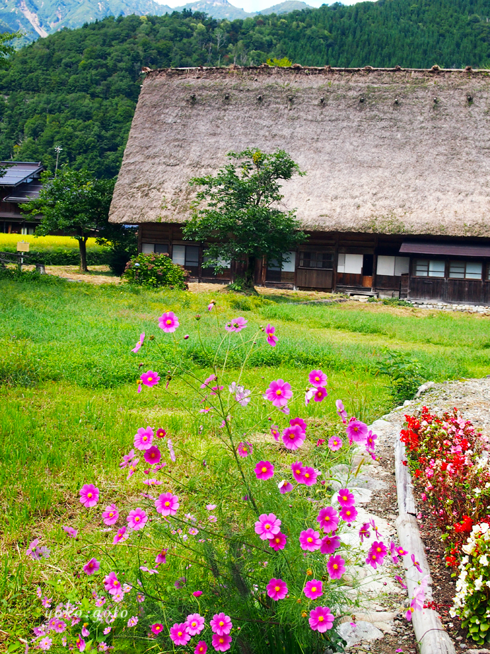 【旅コラム】コスモスの白川郷