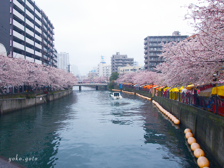 【ブログ】桜満開（2017・横浜　弘明寺と大岡川）