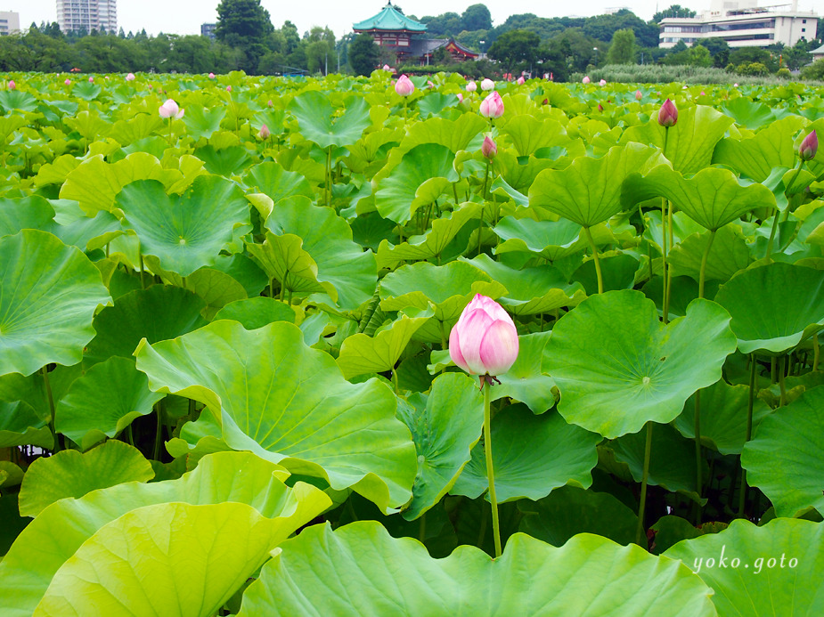 【旅コラム】神田明神、湯島天満宮、不忍池と辯天堂、夏の東京の神社、御朱印巡り