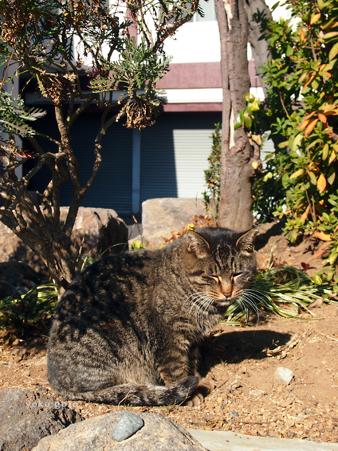 【旅コラム】川崎大師と猫　〜もろもろの災厄を消除する厄除けのお大師様〜