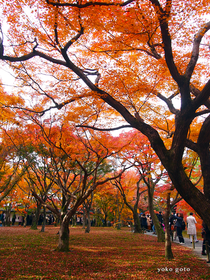 【旅コラム】秋の京都　〜詩仙堂、八大神社、圓光寺、豊国神社、東福寺、勝林寺、泉涌寺〜