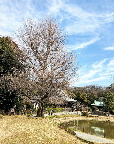 【旅コラム】県立金沢文庫の運慶展と称名寺　