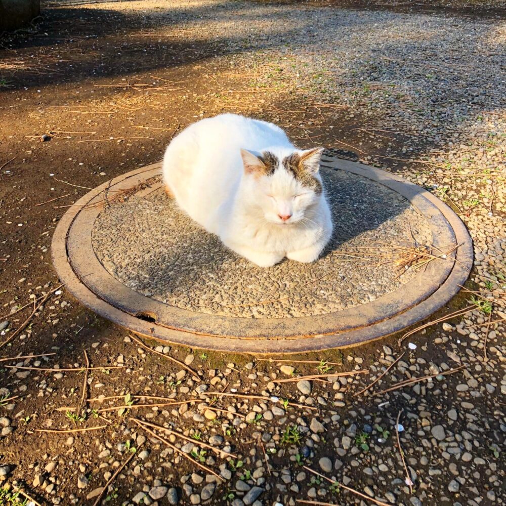 【三溪園　横浜】春の梅と秋の菊まつり、庭園内に住む猫に癒される散策