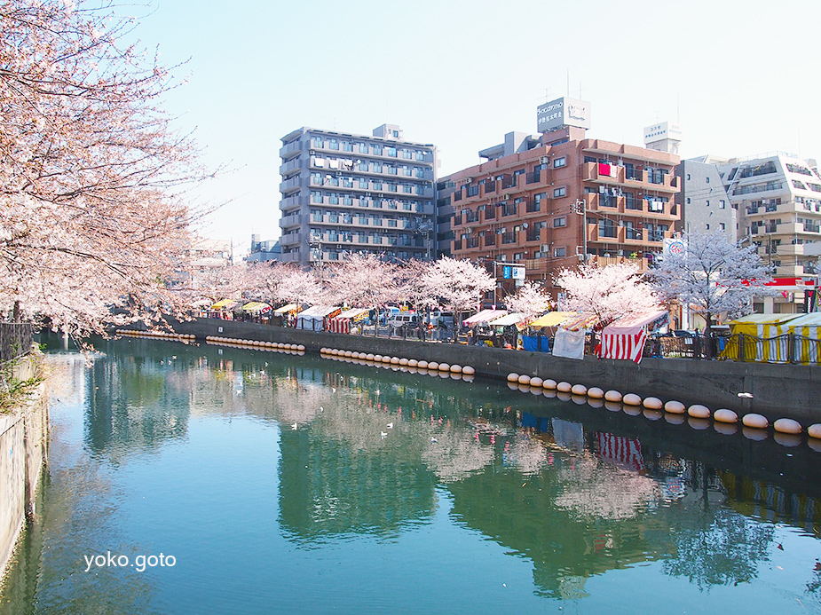 【大岡川の桜と桜クルーズ】大岡川から洋食キムラ、伊勢山皇大神宮までの散策スポットを丸ごと紹介