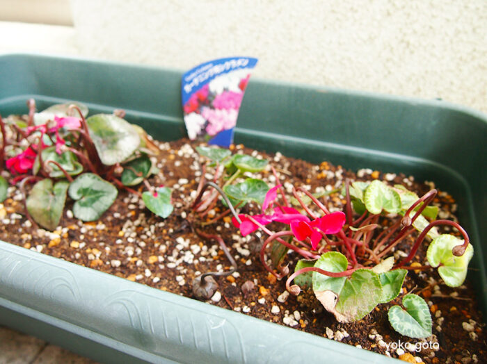 ブログ ガーデンシクラメンの夏越し 非休眠でガーデンシクラメンを育てる Tsukikotoba ブログ ガーデンシクラメンの夏越し 非休眠でガーデンシクラメンを育てる Tsukikotoba