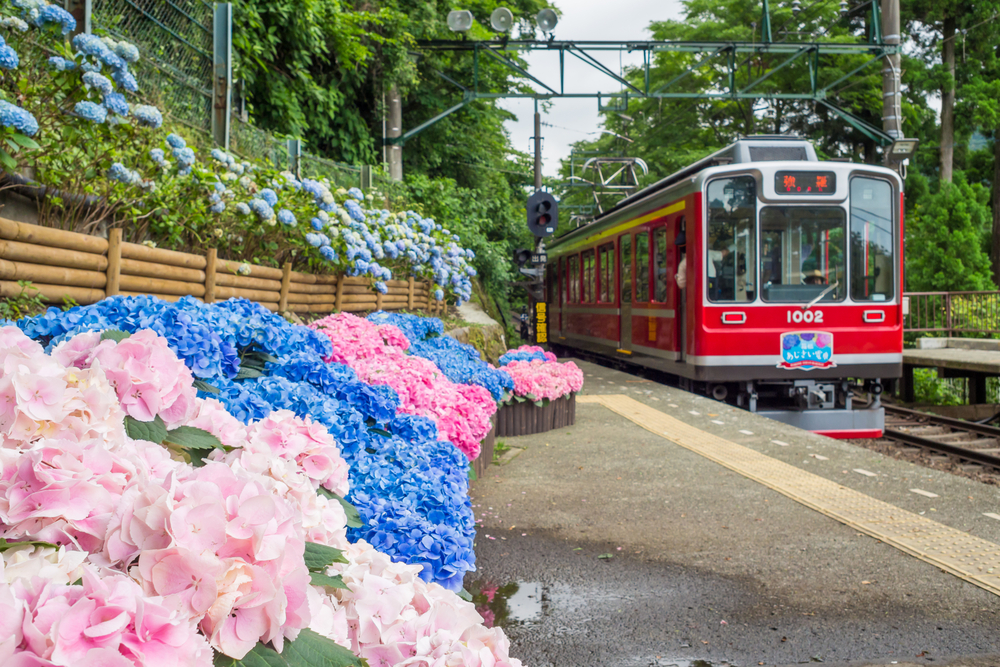 【箱根湯本駅　日帰りおすすめ観光５選】アジサイの箱根登山鉄道に乗って箱根彫刻の森美術館へ。早雲寺と湯本富士屋ホテルでのランチまで