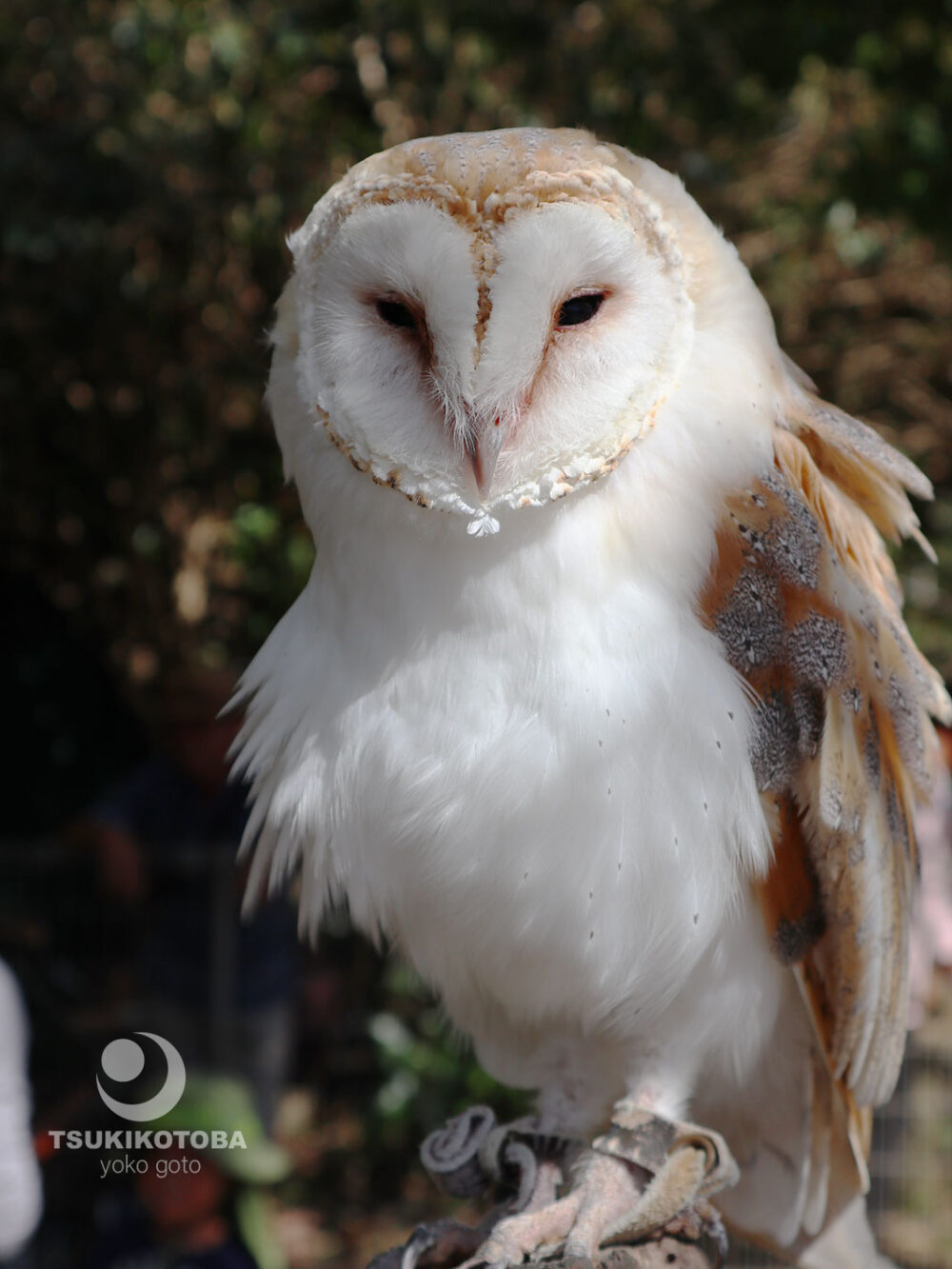 【旅コラム】伊豆　アニマルキングダムでカピバラなでなで、動物が近い動物園