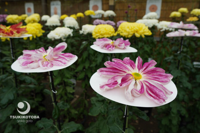 【ブログ】横浜三渓園の菊まつりで大菊の奥深さに触れる