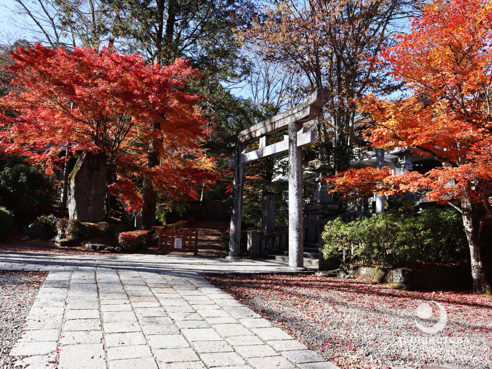 【旅コラム】天狗の御朱印　古峯神社の紅葉