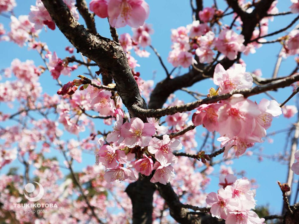 【旅コラム】河津桜満開の沼津観光〜沼津港、日枝神社、割狐塚稲成神社〜