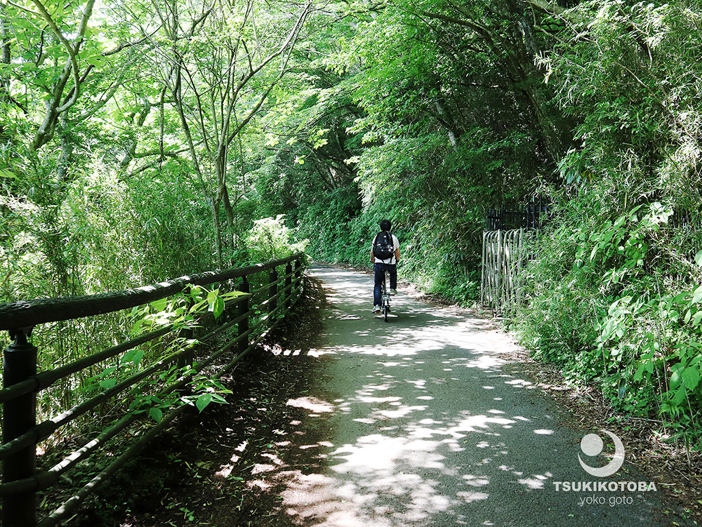 【旅コラム】箱根神社から緑のトンネルを抜けて九頭龍神社へ　新緑の箱根（箱根　芦ノ湖）　　