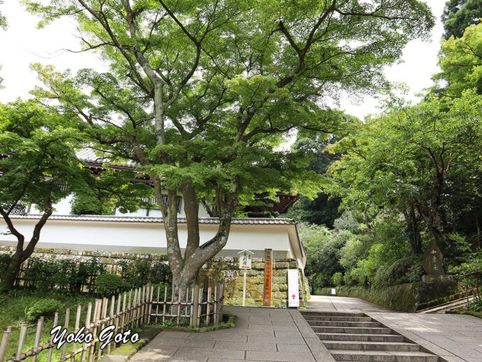 【旅コラム】北鎌倉　臨済宗・円覚寺派本山　円覚寺で、つかの間の涼を感じる