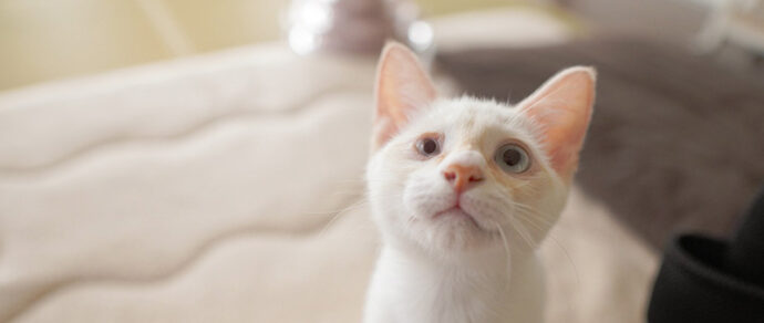 【瞬膜の手術】猫風邪の後遺症で瞬膜が癒着した保護猫レオの手術