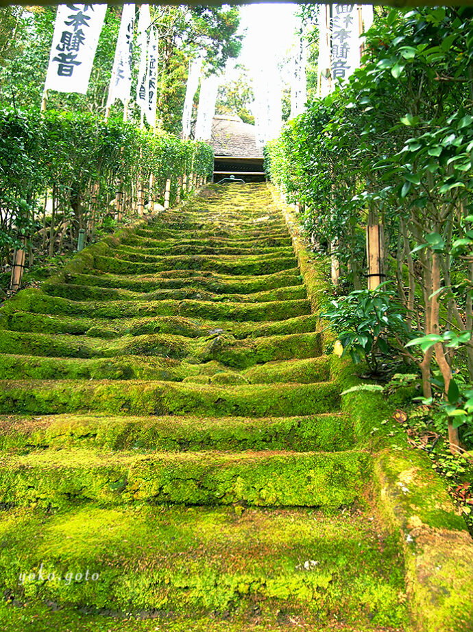 杉本寺　苔むした石段