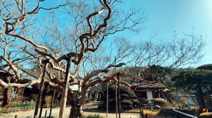 鎌倉 極楽寺