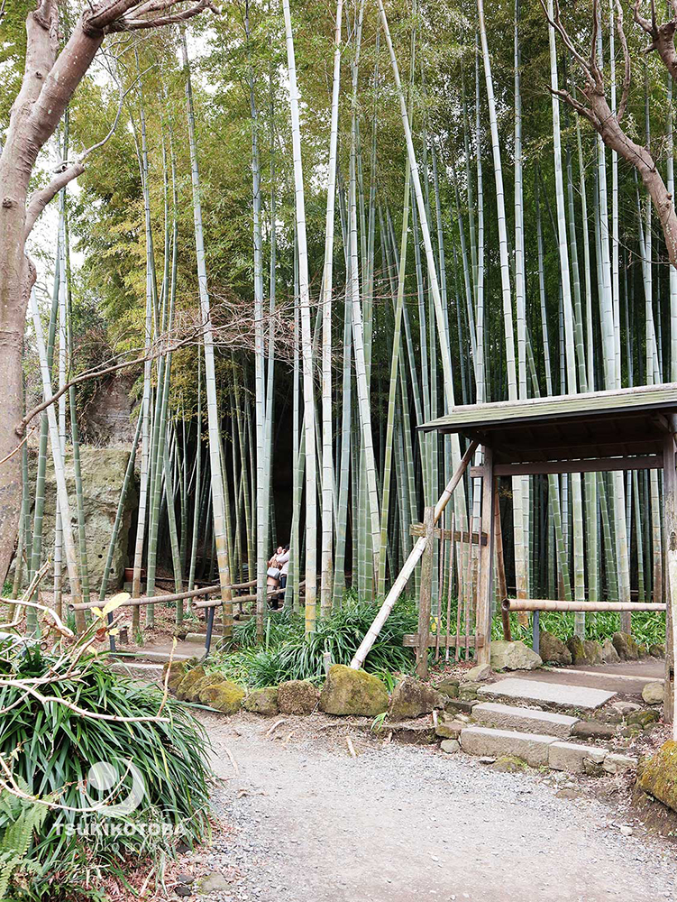 【旅コラム】鎌倉唯一の尼寺、英勝寺の竹林で癒やされる