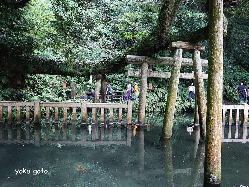 【旅コラム】鹿島神宮と涼やかな御手洗池