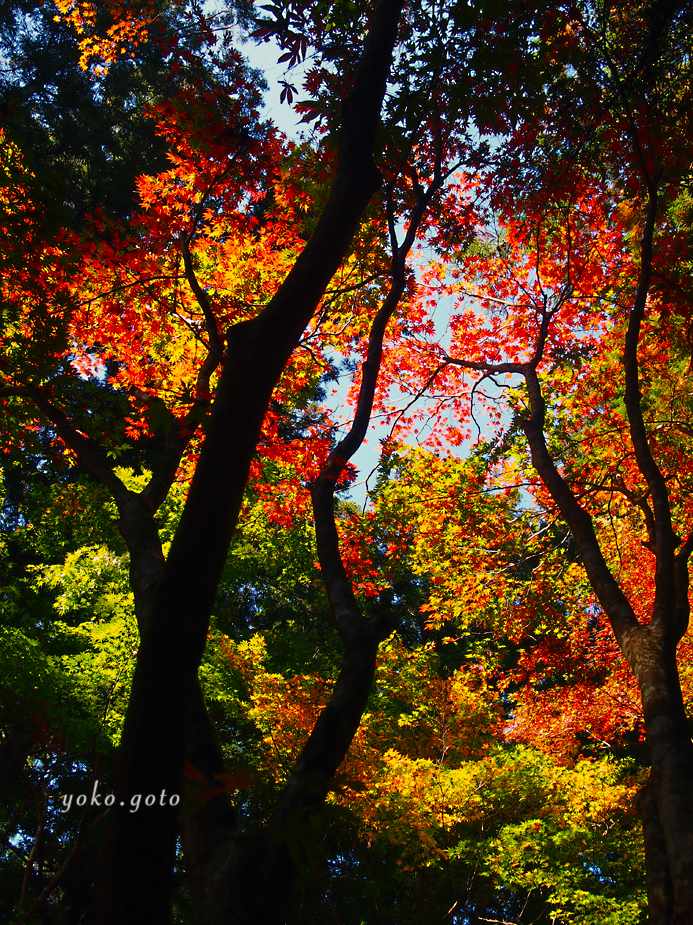 【旅コラム】小國神社　水面の紅葉（静岡県）