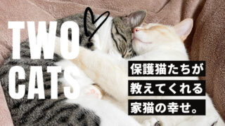 保護猫たちが教えてくれる